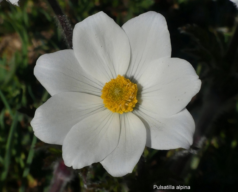 Orchidee e fiori del Monte Vettore e del Lago di Pilato � 26 giugno 2025.